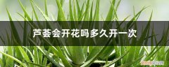 芦荟会开花吗多久开一次,如何促进开花呢 芦荟会开花吗多久开一次，如何促进开花