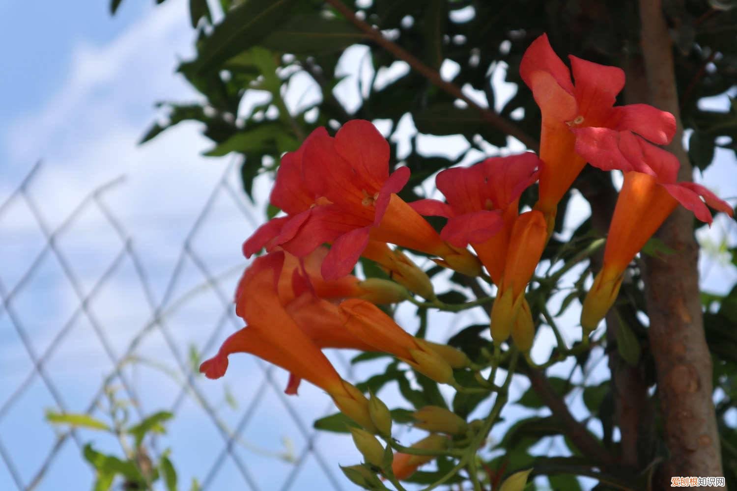 凌霄花秋天可以种活吗,如何种植视频 凌霄花秋天可以种活吗，如何种植