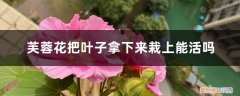 芙蓉叶子怎么繁殖啊 芙蓉花把叶子拿下来栽上能活吗，繁殖方法