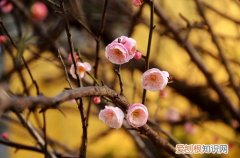 如何养护腊梅花 腊梅怎么养？腊梅养护小妙招，花开不断！