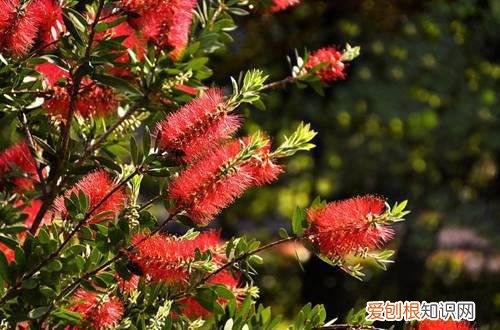 红千层小苗移栽后怎么养护呢 红千层小苗移栽后怎么养护？