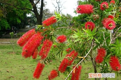 红千层小苗移栽后怎么养护呢 红千层小苗移栽后怎么养护？