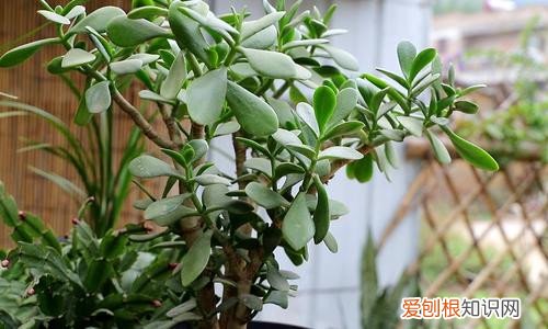 花卉常用的施肥方法有 花卉植物施肥方案，只要方法对，植物自然长得好
