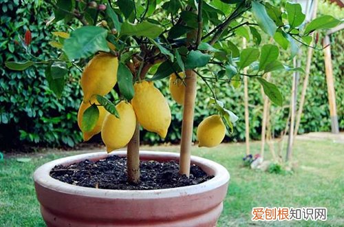 果树可以盆栽吗 盆栽种果“有关键”，这3大点要注意！养护得好，花朵叶绿果多多