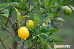 果树可以盆栽吗 盆栽种果“有关键”，这3大点要注意！养护得好，花朵叶绿果多多