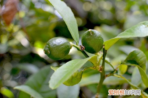 果树可以盆栽吗 盆栽种果“有关键”，这3大点要注意！养护得好，花朵叶绿果多多