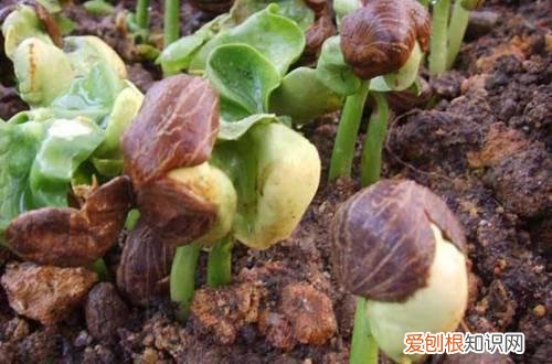 果树可以盆栽吗 盆栽种果“有关键”，这3大点要注意！养护得好，花朵叶绿果多多
