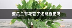 蟹爪兰长花苞的时候可以浇水施肥吗 蟹爪兰有花苞了还能施肥吗，开花的时候怎么施肥浇水