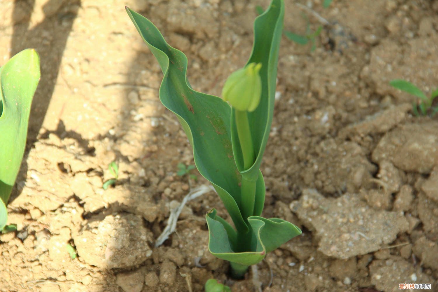 郁金香花枝怎么养 郁金香夏天有花骨朵儿吗，夏天怎么养