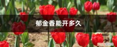 郁金香的花能开多久 郁金香能开多久，如何延长花期
