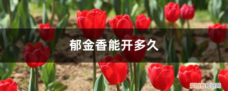 郁金香的花能开多久 郁金香能开多久，如何延长花期