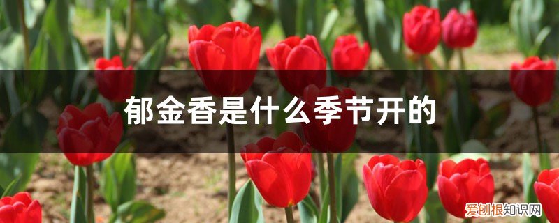 郁金香在什么季节开花呢 郁金香是什么季节开的，开花后的养护方法