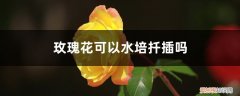 玫瑰花可以水培扦插吗,水培生根方法视频 玫瑰花可以水培扦插吗，水培生根方法