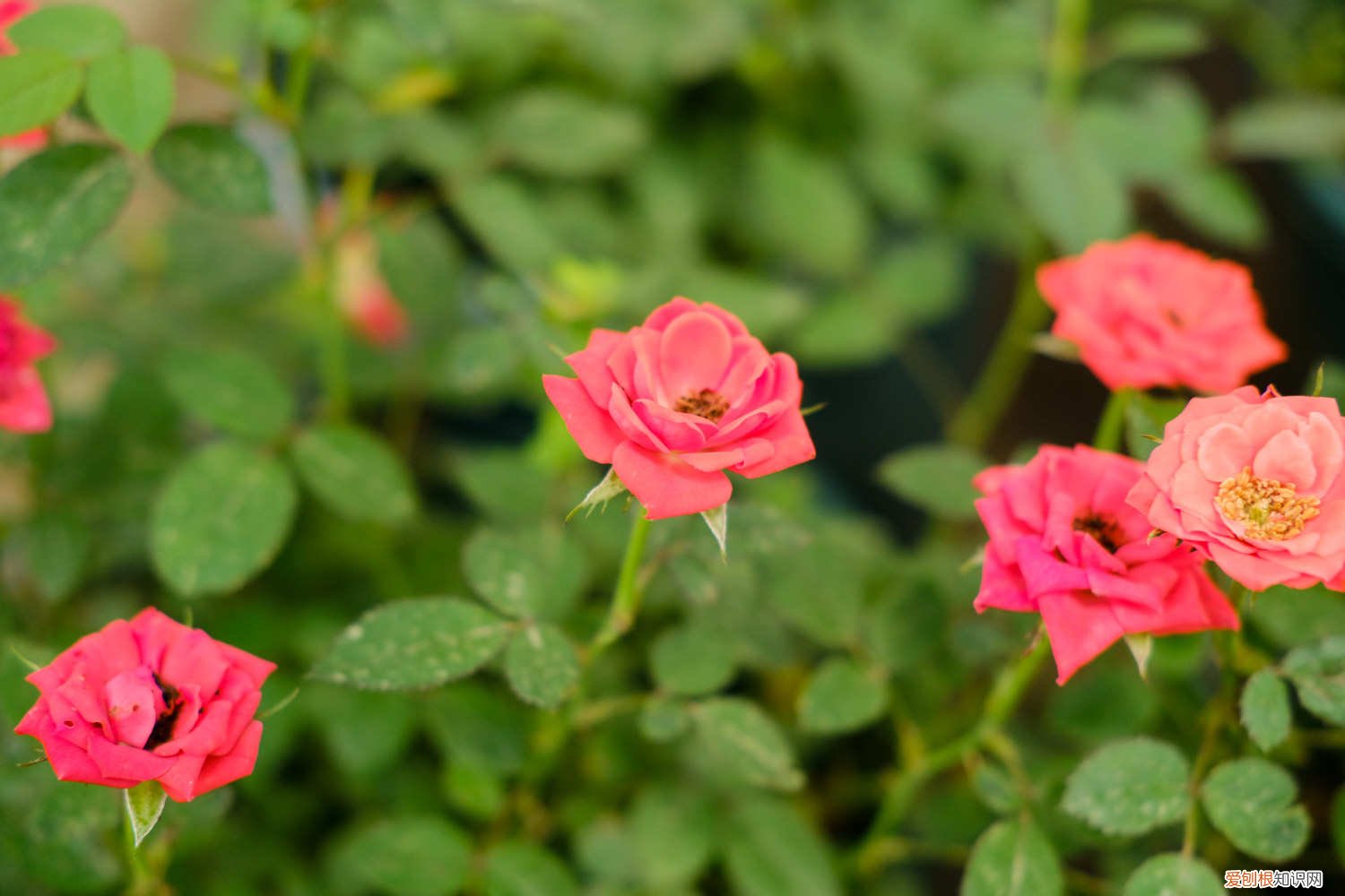 月季花冬天怎么过冬,冬天怎么剪枝视频 月季花冬天怎么过冬，冬天怎么剪枝