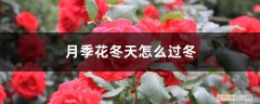月季花冬天怎么过冬,冬天怎么剪枝视频 月季花冬天怎么过冬，冬天怎么剪枝