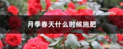 春天什么时候给月季施肥 月季春天什么时候施肥，春天怎么施肥