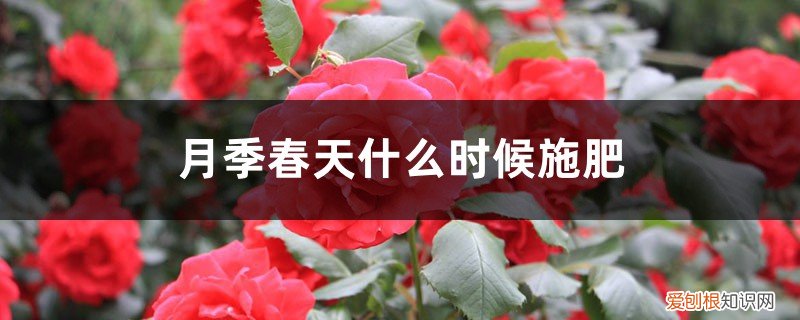 春天什么时候给月季施肥 月季春天什么时候施肥，春天怎么施肥