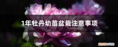 牡丹一年苗能开花吗 1年牡丹幼苗盆栽注意事项，幼苗几年开花