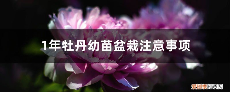 牡丹一年苗能开花吗 1年牡丹幼苗盆栽注意事项，幼苗几年开花