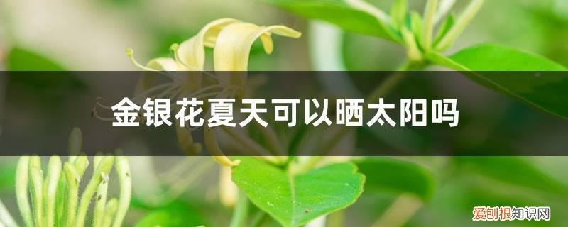 金银花苗能晒太阳吗 金银花夏天可以晒太阳吗，夏天怎么养护