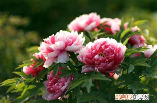 室内牡丹怎么养护 牡丹日常怎样养护管理？记住这些养护技巧，轻松就能养好！