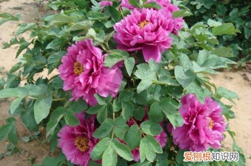 室内牡丹怎么养护 牡丹日常怎样养护管理？记住这些养护技巧，轻松就能养好！