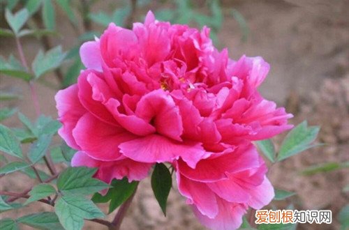室内牡丹怎么养护 牡丹日常怎样养护管理？记住这些养护技巧，轻松就能养好！