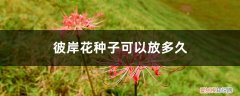 彼岸花的种子什么季节种 彼岸花种子可以放多久，播种期是什么时候