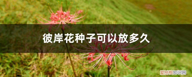 彼岸花的种子什么季节种 彼岸花种子可以放多久，播种期是什么时候