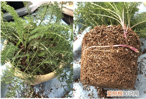 蓍草是宿根花卉吗 传说中的不死神草蓍草是什么植物？蓍草怎么种植？