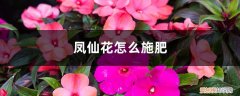 凤仙花浇太多水怎么办 凤仙花怎么施肥，施肥过量叶子蔫了怎么办
