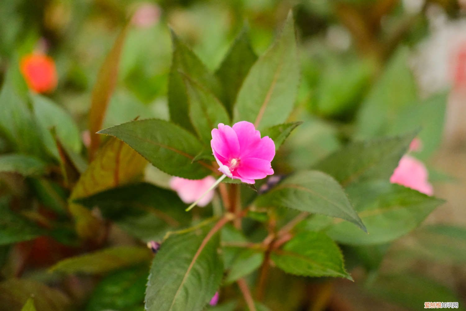 凤仙花怎么繁殖后代,种子怎么处理才能发芽 凤仙花怎么繁殖后代，种子怎么处理