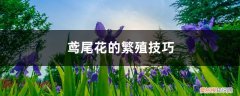 鸢尾花如何栽培 鸢尾花的繁殖技巧，哪种更常用
