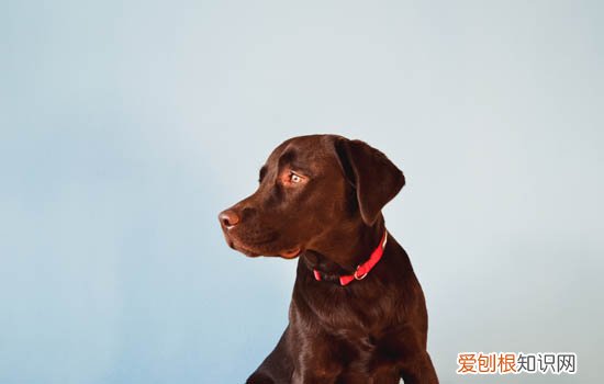 狗能不能饿两天 狗可不可以饿两天