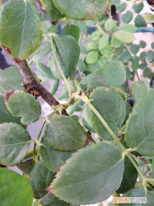 月季出现盲芽太多怎么办 月季为何会有盲芽？是水肥不足还是其他原因？