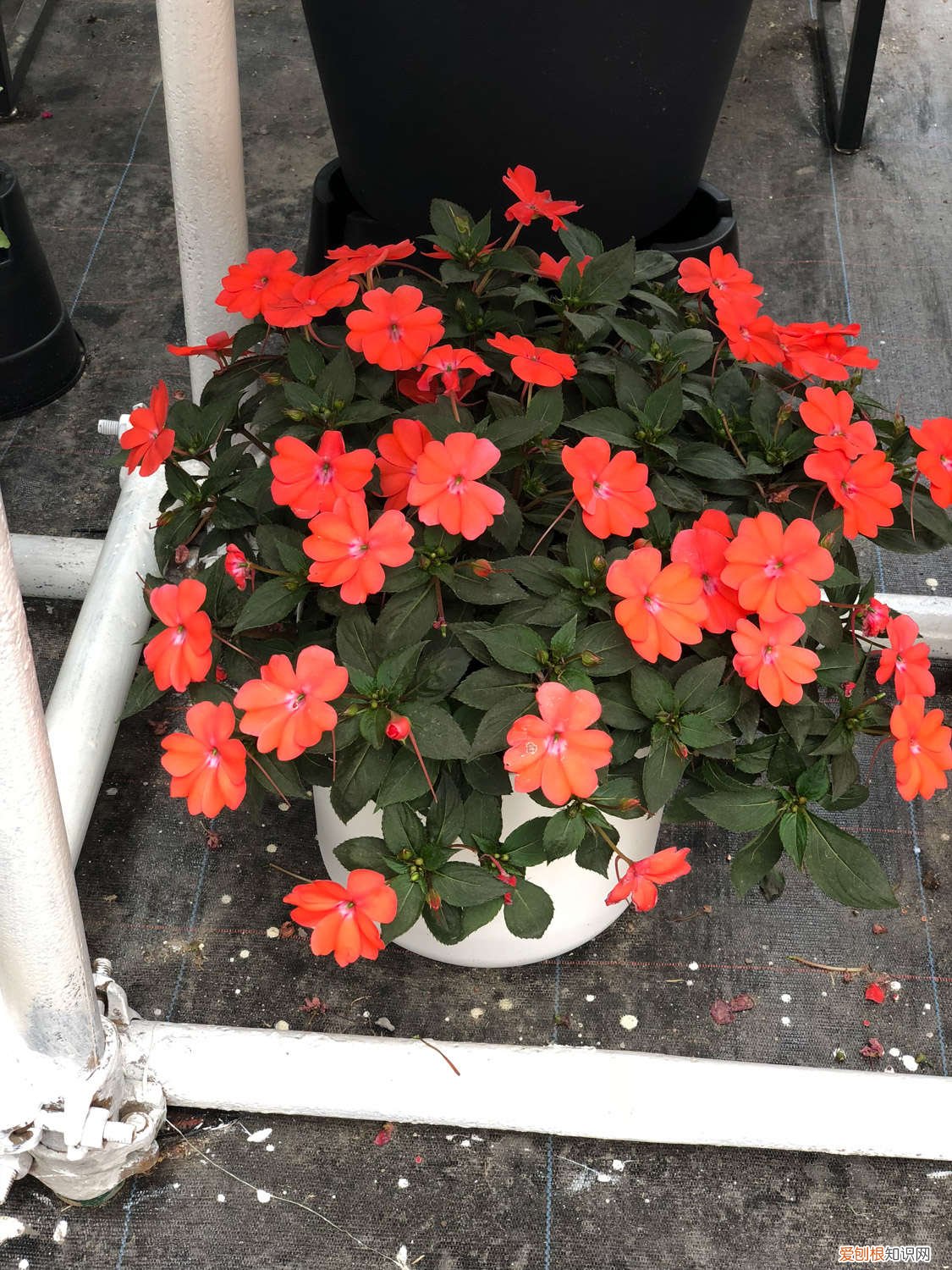 凤仙花怎么养活 家庭养法 凤仙花怎么养