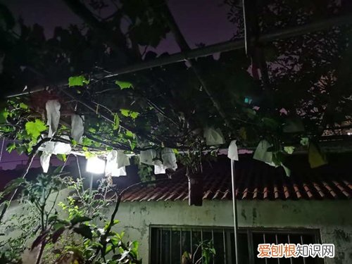 葡萄水插生根多久可移栽 葡萄可以扦插成活吗?葡萄可以水培繁殖吗,可以生根吗?