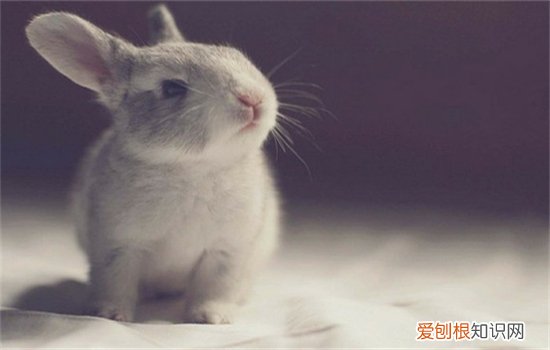 兔子能吃生菜吗,兔子可以吃生菜不