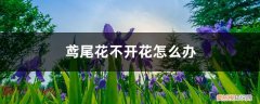 鸢尾花不开花怎么办,如何解决 鸢尾花不开花怎么办，如何解决