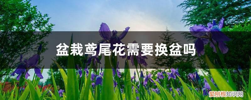 鸢尾花后要修剪吗 盆栽鸢尾花需要换盆吗，怎么换盆