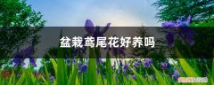 盆栽鸢尾花好养吗,怎么养护视频 盆栽鸢尾花好养吗，怎么养护
