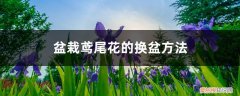 鸢尾花多长时间浇一次水 盆栽鸢尾花的换盆方法，多久换盆一次