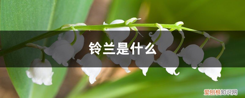 铃兰繁殖方式 铃兰是什么，怎么繁殖