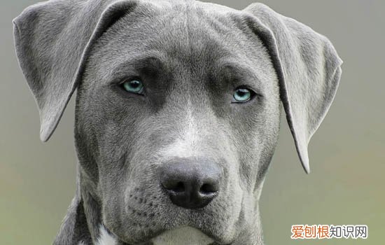 狗狗能不能洗冷水澡 狗狗可不可以拿冷水洗澡