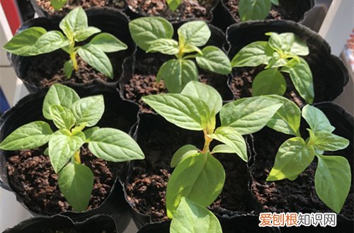 买回来植物突然枯萎 刚买回家的植物，活不过三天就枯萎了，你不得不知晓的原因！