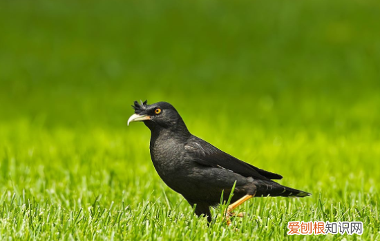 八哥拉白色的屎怎么回事，八哥拉白色的屎吃什么药