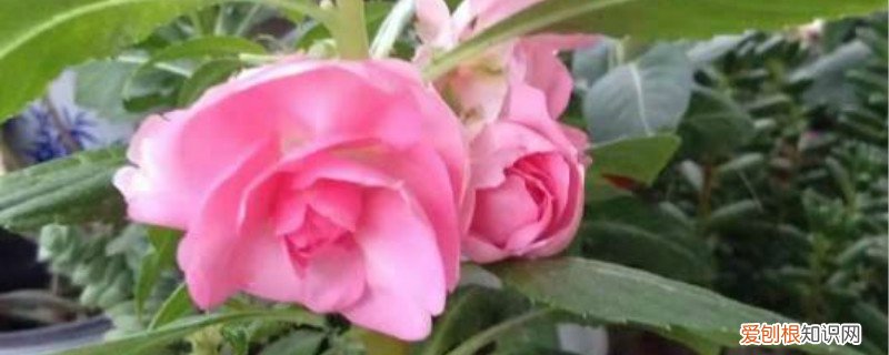 凤仙花花期多长，花期要不要施肥