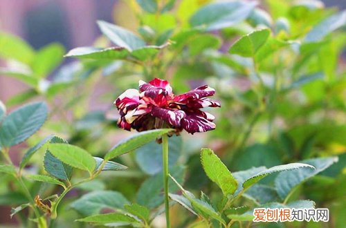 月季根瘤的土还能用吗 月季发现根部有瘤样的东西是根瘤病吗？用啥药？土壤要消毒吗？