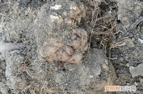 月季根瘤的土还能用吗 月季发现根部有瘤样的东西是根瘤病吗？用啥药？土壤要消毒吗？