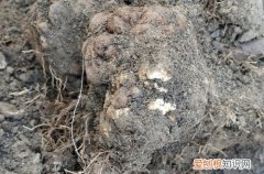 月季根瘤的土还能用吗 月季发现根部有瘤样的东西是根瘤病吗？用啥药？土壤要消毒吗？